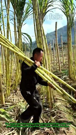 Sugar Cane Field Farm Harvest Efficient Operation #AgricultureWork #SugarCaneHarvest
