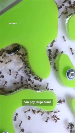 SHOCKING! Thousands of Live Ants Found at Airport | #shorts | N18S