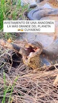 The sighting of the largest anaconda on the planet in Cuyabeno
