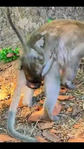 Monkey species: The mother monkey was angry because her baby monkey kept demanding to be nursed.