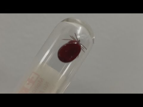 Vets warn ticks that ticks carry a greater risk of disease for dogs this season