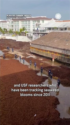 Record Breaking Sargassum Seaweed Inundating The Coast