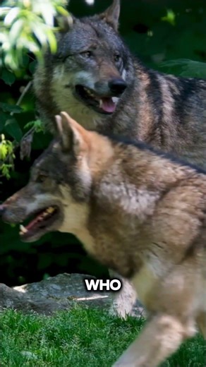 Facts about Wolves!