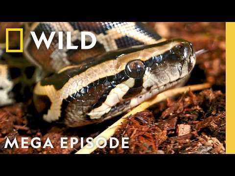 Experts Examine Pythons, Crocodiles, & Alligators | Reptile MEGA Episode | Nat Geo Animals