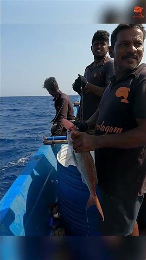 Back to Back Rosy Snapper Caught in the Deep Sea #fishing #fishingvideo #fishingtime