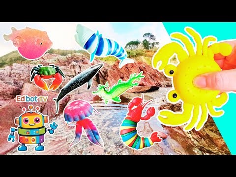 Sea Animal Names for Kids to Learn: Crab Blue Whale Pufferfish Jellyfish Sea Dragon