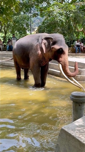 අනේ ඒක 🥹❤️ Hiii කියනවා කට්ටියටම 🥰😁 | Jana raja✨ #elephant #shortvideo