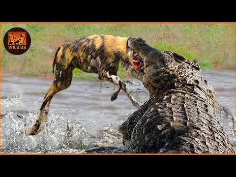 Most Terrifying Crocodile Attacks Ever Recorded | Wild Animals