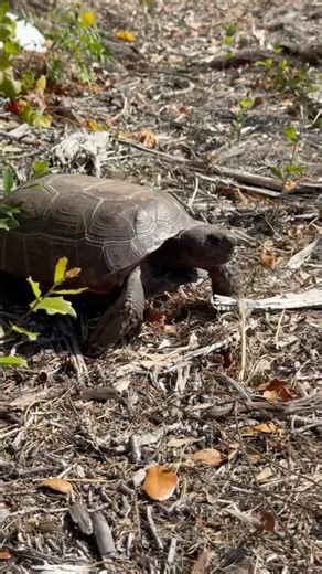 Gopher Tortoise with a Goal! Beautiful.