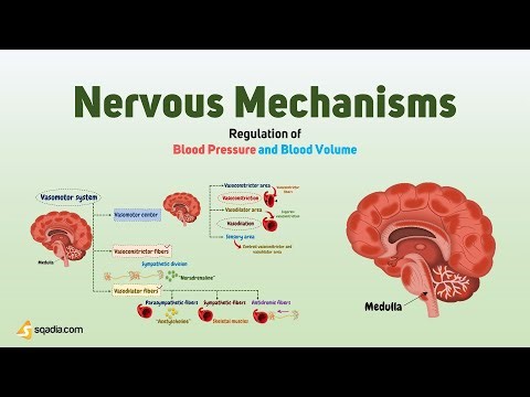 Regulation of Blood Pressure and Blood Volume | Nervous Mechanisms