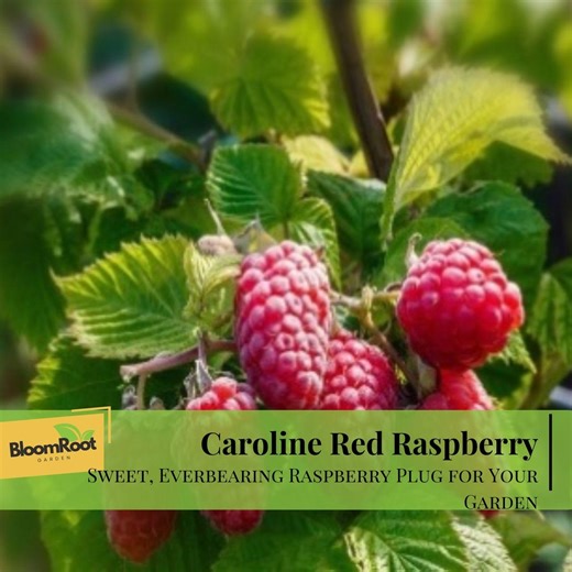 Caroline Red Raspberry Plug, Everbearing Variety, Sweet Berries, Disease Resistant - Etsy