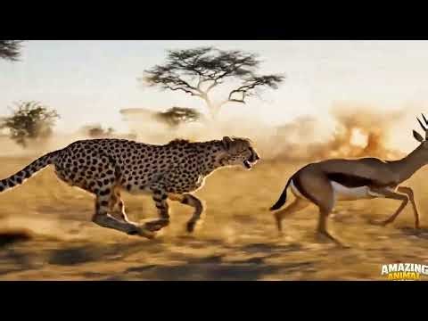 Cheetah – The Fastest Animal on Earth | Ultimate Speed & Hunt Documentary