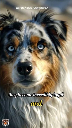 Australian Shepherd Energy Levels Will SHOCK You #dogs #shorts