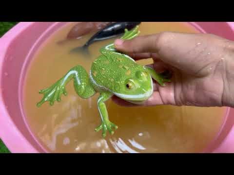 Exploring the Ocean: Sea Animals and the Incredible Abilities of Sharks 🦈