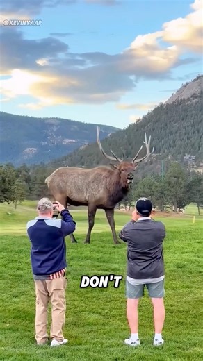 An elk is actually about the same size as a small car#youtube #shock #animal #fun #elk