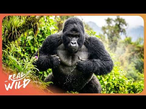 Silverback vs. Poachers: The Fight for Their Habitat