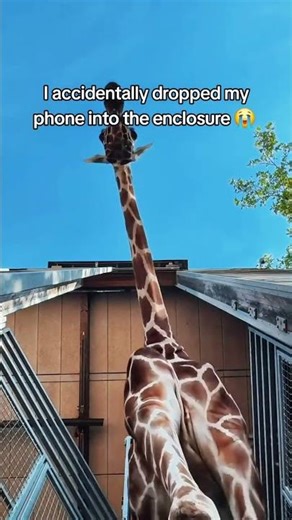 Dropped my Phone in the Giraffe Enclosure