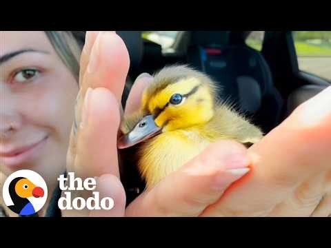 Woman Ruins Her New Shoes And Helps Lost Duckling Find His Family | The Dodo