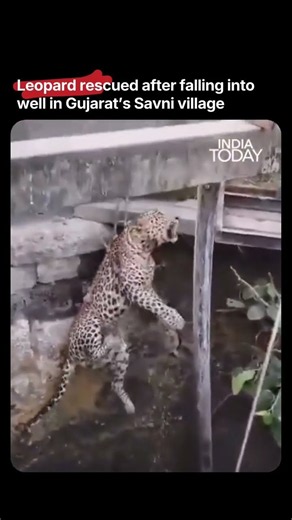 Leopard Rescued From Well In Gujarat’s Savni Village By Forest Department Team