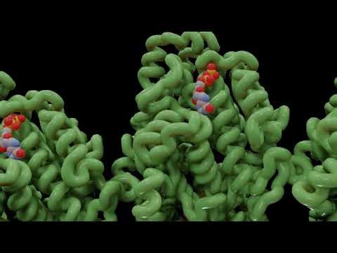 The Molecular Origin of CTE: Phase 1 (Simulation)