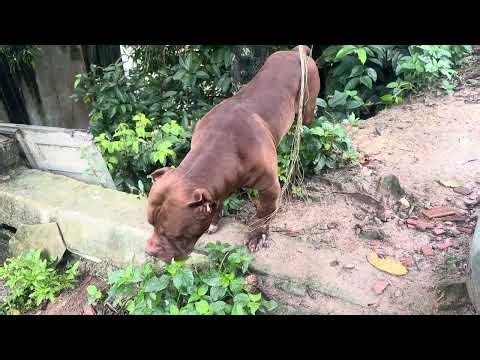 American bully #lekthebestkennel