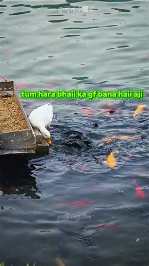 Duck Shared Food With Fish🥺🦆