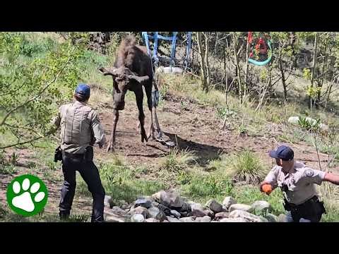 This Giant Moose Was Completely Trapped Until They Stepped In 😱