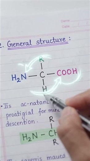 Amino Acids: Structure and Functions Explained