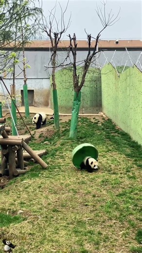 Panda cute video