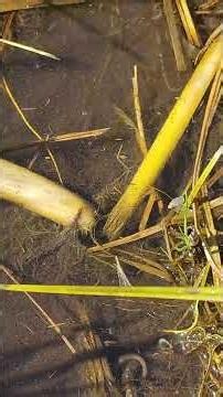 Grass snake