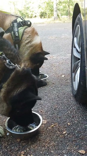While Diamond Drinks, Bing Watches. 🐺🐺❤️