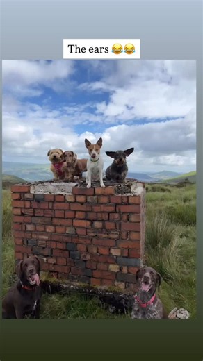 Wellie Walks - Dog walking & Pet sitting on Reels