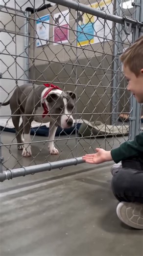 This Shelter Dog Finally Found a Place to Call Home