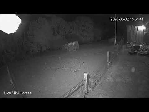 Mini Horses Live Stream
