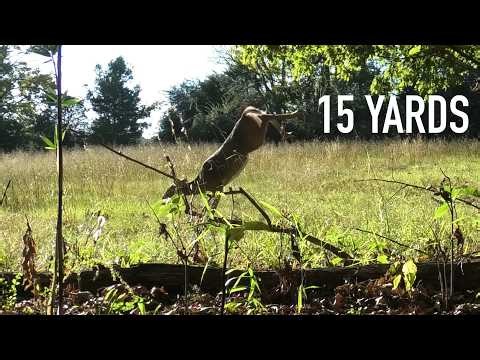RIGHT IN MY LAP - Bowhunting From the Ground on Public Land
