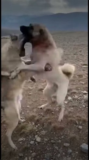 Kangal vs Wolf: BRUTAL Fight (Surprising Ending) #kangal #wolf #wildanimals #animalfights