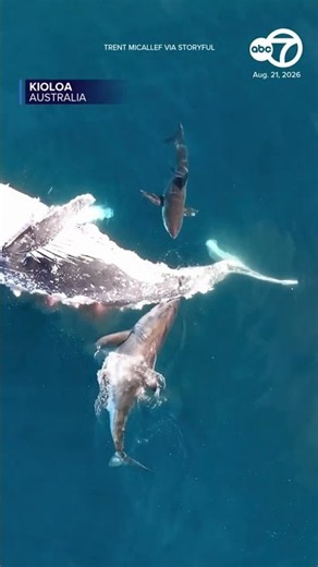 Rare sight of shark feeding on dead whale