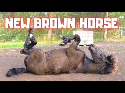 Why Is She Standing All Alone? Help!! Who Can Do My Hair?! | Playful Fillies | Friesian Horses