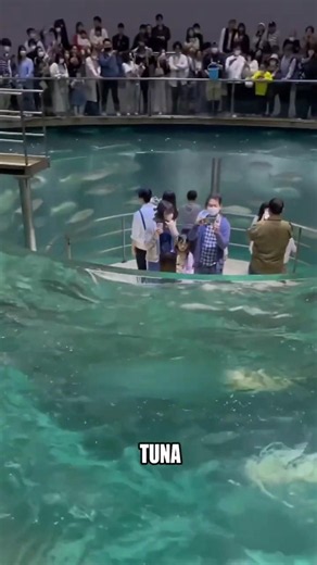 Why Tuna Farms Shoot Food Like a Cannon 🤯