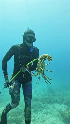 Easy Trick To Catch Lobster #lobster