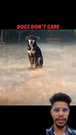 thunder scares other animals... But Not This Dog#sortsfeed #funny #animals#comedy