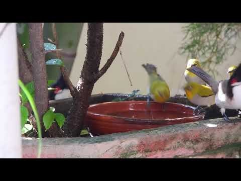 🔴 LIVE: Cat TV • Beautiful Birds, Water Fountain & Calming Acoustic Guitar 24/7 | Settle Anxious Ca