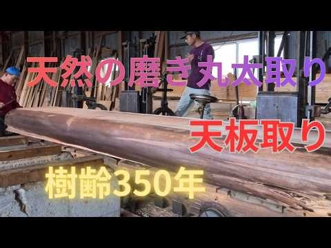 Vol.20 350年御神木の化粧直し Giving a 350-Year-Old Sacred Tree a Makeover