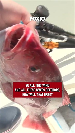 🎣 Alabama red snapper season opens with rough seas. #redsnapper #fishing #gulfcoast