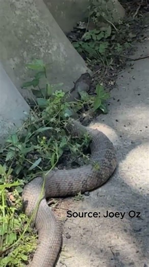 Huge snake spotted in Greensboro as weather warms