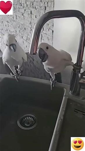 Breeding Cockatoo parrots#raw#exotic#mucaw#cockatoo#lorry#african grey#electus#ringneck#yellow ringn