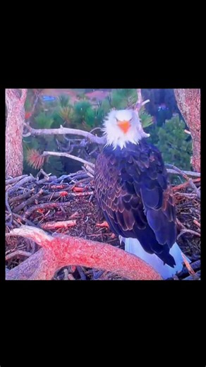 @FOBBV Big Bear Bald Eagle Cam @FOBBV Studio @WWF-US @WWF @LoyalToTheLight @Pendragon @hwk #kaydeeandshadow #shadowandkaydee #fyp #foryoupage #bigbeareagles