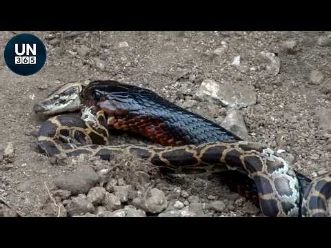 Most Shocking Snake Cannibal Fails Ever Recorded in the Wild | Animal Fights