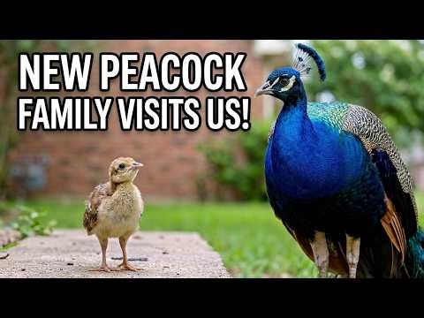 Off-Topic - NATURE: Our Neighborhood PEACOCKS Just Became Parents — Baby Peachicks in the Wild!"