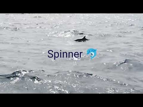 #Dolphin jumbing #happy Spinner Dolphin